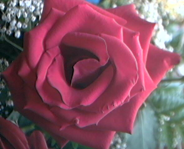 Picture of one of the roses that James sent me.